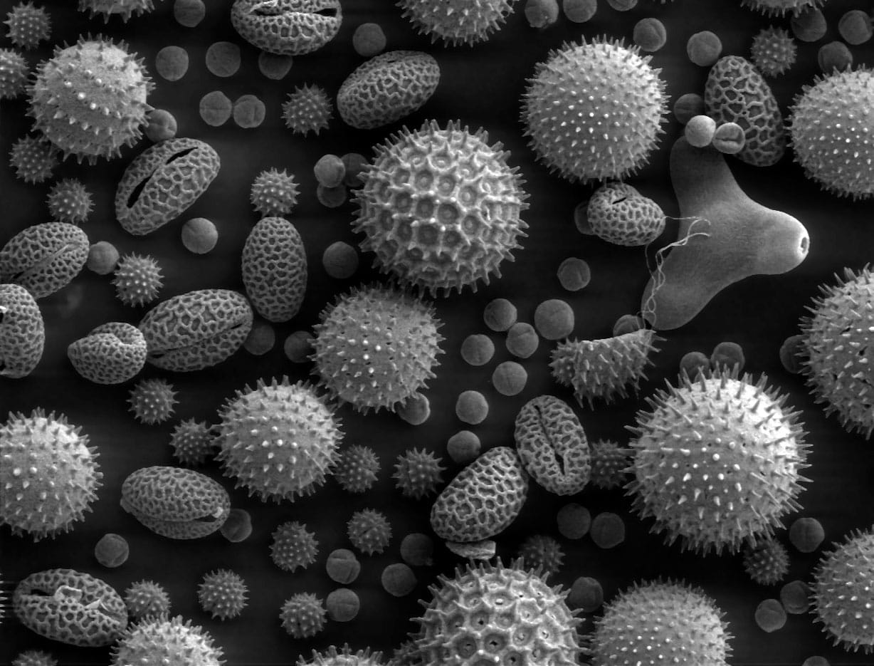Misc Pollen1