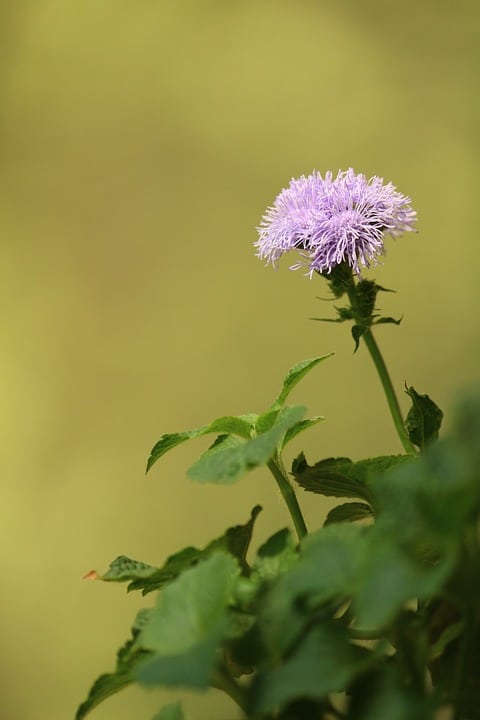 Allergy Ks