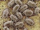 Mites1